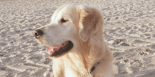 Sam